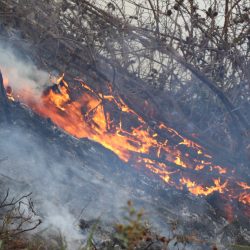 500 hectáreas de bosques perdidos en incendio de Chalamarca